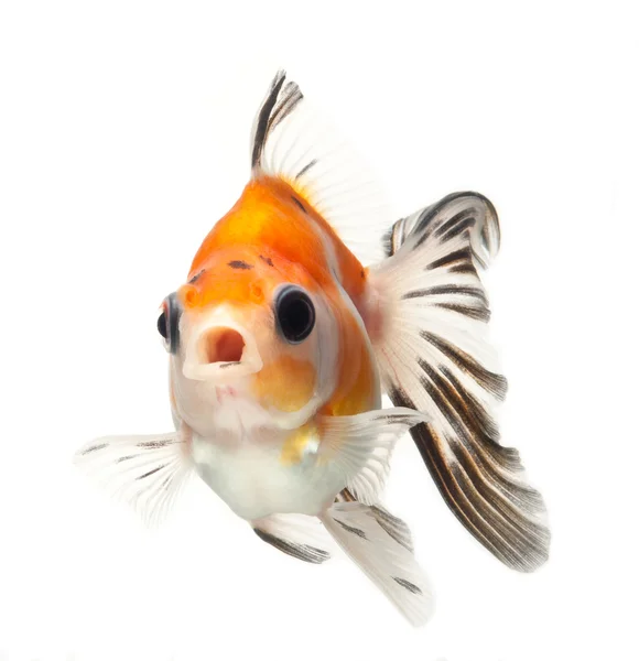 Fancy goldfish — Stock Photo, Image