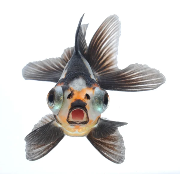 Japon balığı — Stok fotoğraf