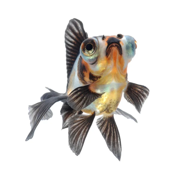 Goldfish — Stock Photo, Image