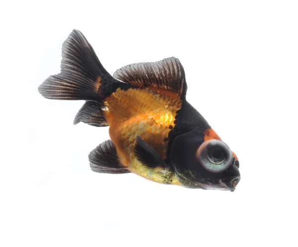 Goldfish in fishbowl — Stock Photo, Image