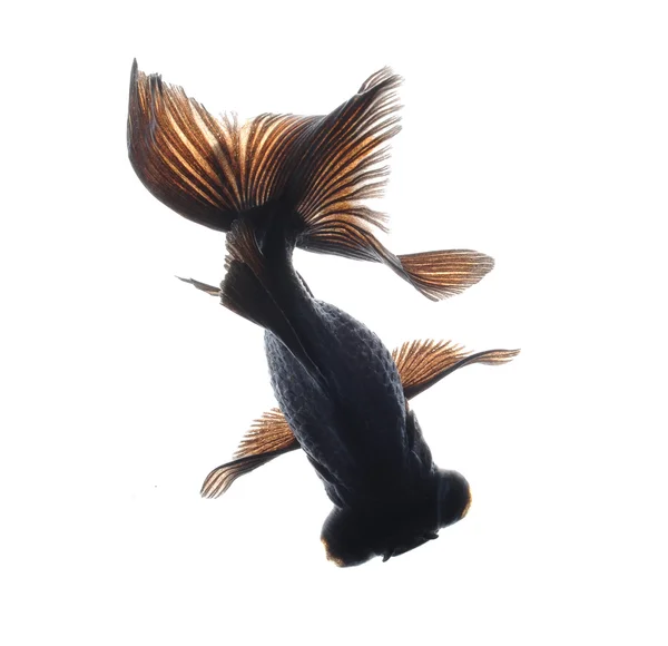 Schwarzer Goldfisch — Stockfoto