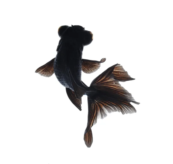 Black goldfish — Stock Photo, Image