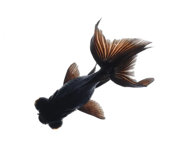 Black goldfish — Stock Photo, Image