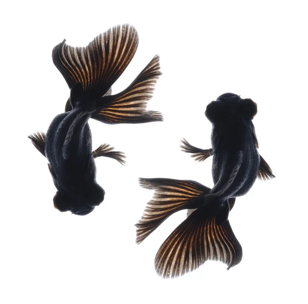 Черная золотая рыбка — стоковое фото