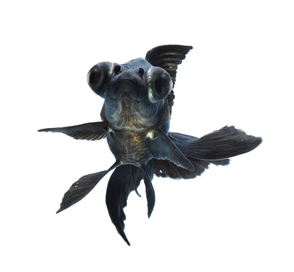 Black goldfish — Stock Photo, Image