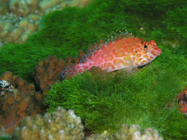 Hawk fish — Stock Photo, Image