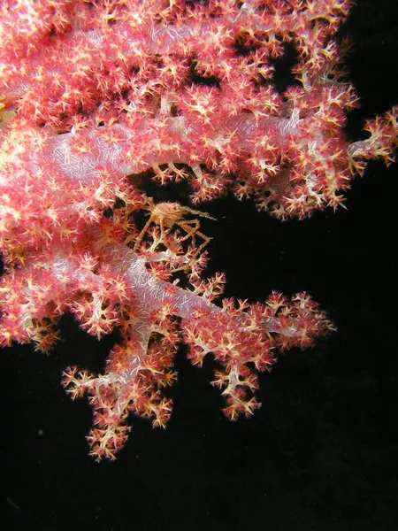 Caranguejo de coral macio — Fotografia de Stock