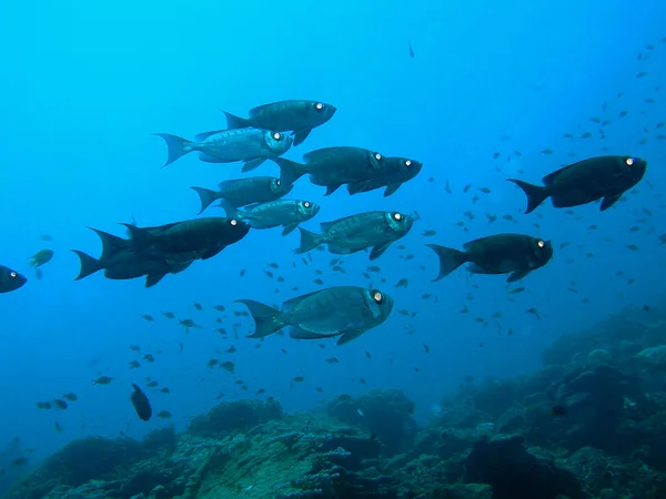 Storögd fisk — Stockfoto