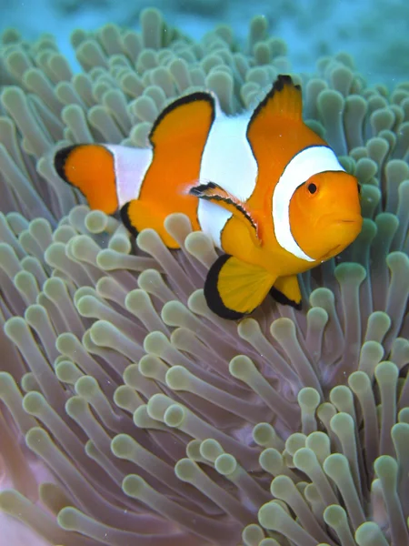 Peixe-palhaço — Fotografia de Stock