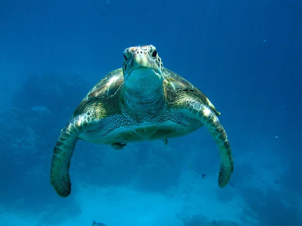 Sea turtle — Stock Photo, Image