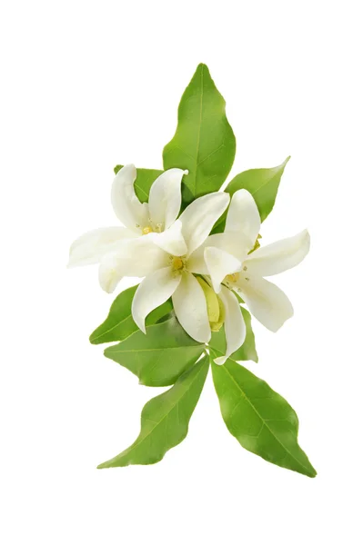 White flower orange jessamine — Stock Photo, Image