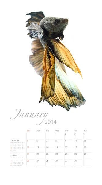 Siamese Fighting Fish 2014 Calendar — Stock Photo, Image