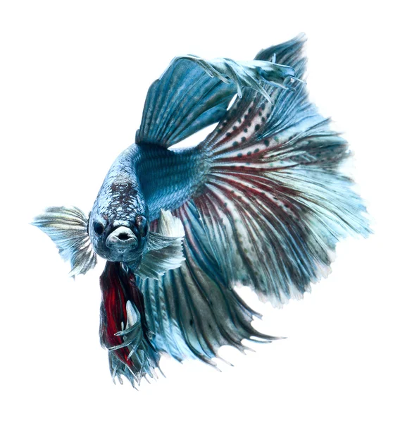 Siamese fighting fish — Stock Photo, Image