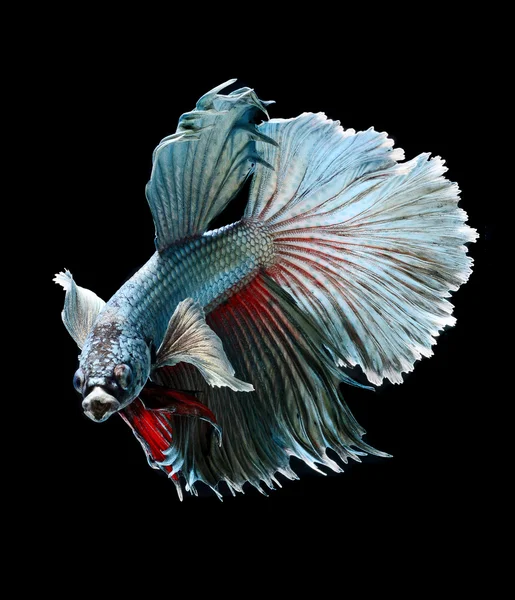 Siamese fighting fish — Stock Photo, Image