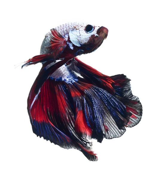 Siamese fighting fish — Stock Photo, Image