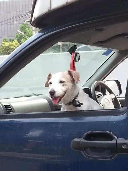 Funny dog in car, pet — Stock Photo, Image