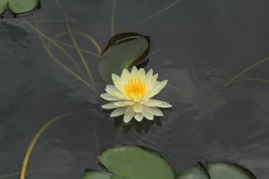 Lotus çiçeği veya nilüfer çiçek çiçeklenme