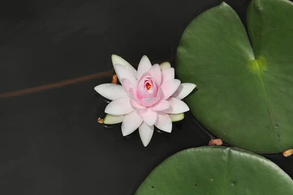 Lotus blossoms or water lily flowers blooming — Stock Photo, Image