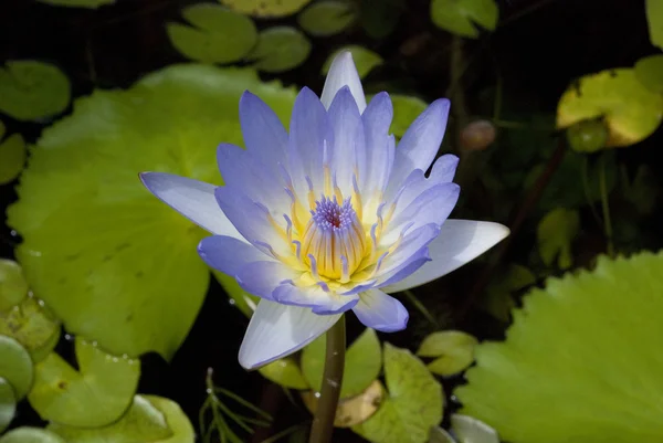 Lotus blossoms or water lily flowers blooming — Stock Photo, Image