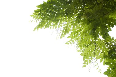 beyaz arkaplanda panoramik yeşil yapraklar