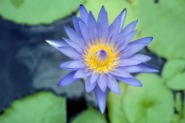 Lotus blossoms or water lily flowers blooming — Stock Photo, Image