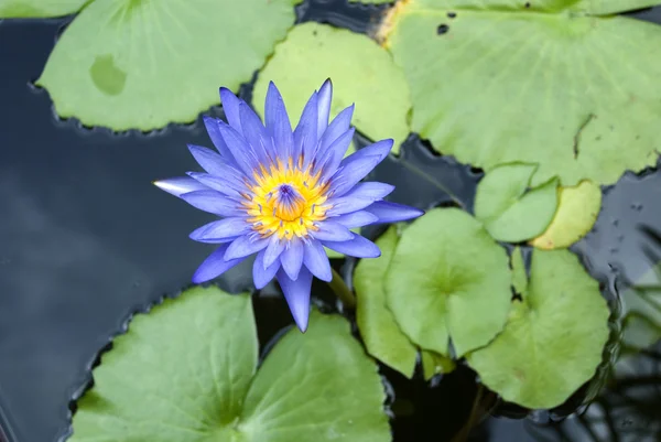 Lotus blossoms or water lily flowers blooming — Stock Photo, Image