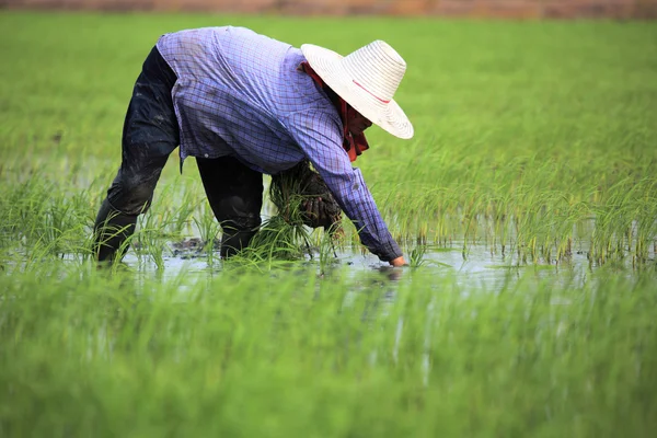Ryż tajski rolnik — Zdjęcie stockowe