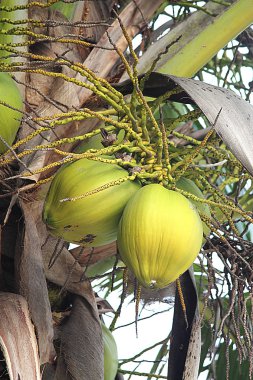 Palmiye ağacında hindistan cevizleri