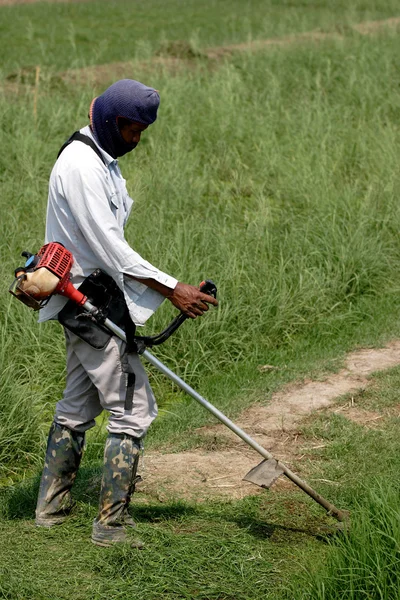 Cutting grass in garden with the trimmer — Stock Photo, Image