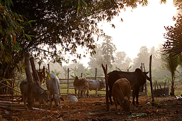 Коровье хозяйство — стоковое фото