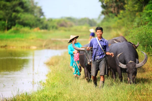 Asian female farmer taking care of a herd of water buffalos and cows — Stock Photo, Image