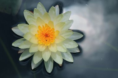 Lotus çiçeği veya nilüfer çiçek çiçeklenme