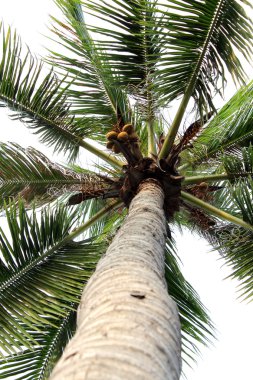 Palmiye ağacında hindistan cevizleri