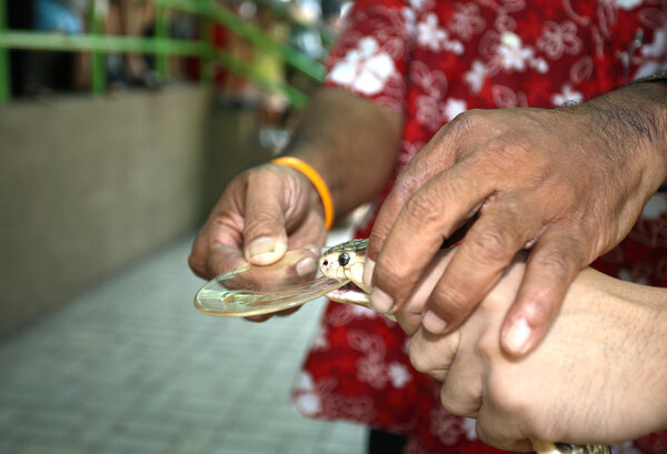 большой король Кобра Наджа
