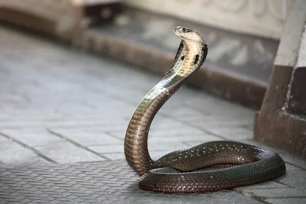 Serpente cobra re — Foto Stock