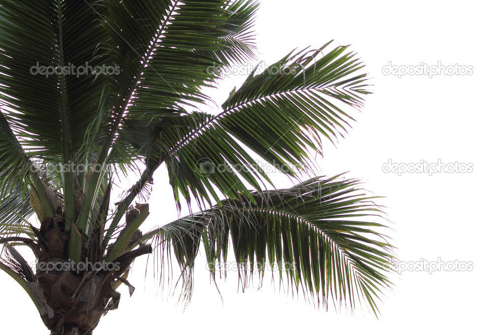 Coconuts on the palm tree