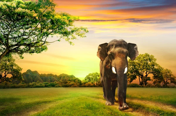 Wallpaper style, elephant, cloud, Elephant images for desktop, section  стиль - download