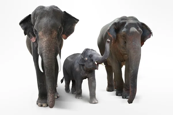 Слон батько і мати з маленькими слонами ходять на білому тлі — стокове фото