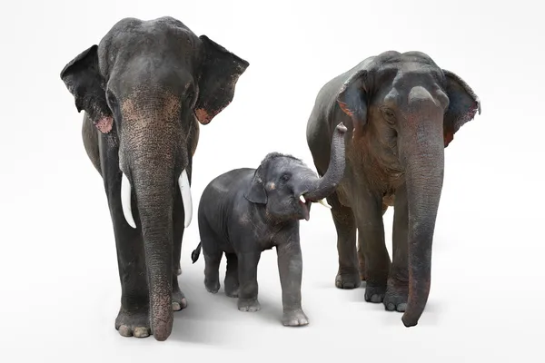 Elefante padre y madre con bebé elefantes caminando sobre fondo blanco — Foto de Stock