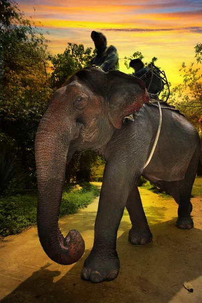 Elephant silhouette in thailand — Stock Photo, Image