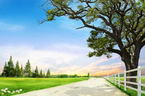 Våräng med stort träd med färska gröna blad — Stockfoto