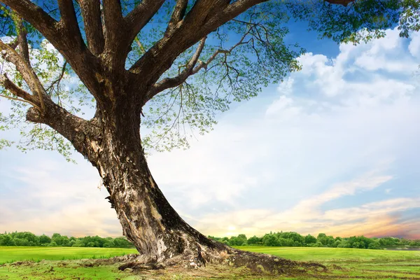 Spring meadow with big tree with fresh green leaves — Stock Photo, Image