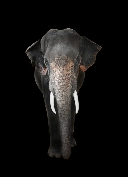 Éléphant avec fond sombre — Photo