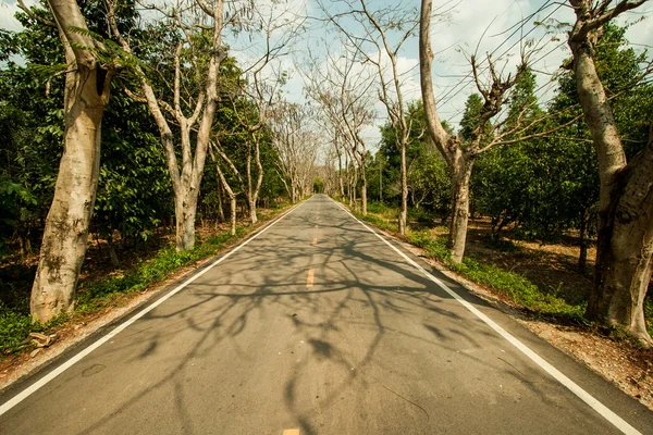 Ülkede yol ağaçlar ile — Stok fotoğraf