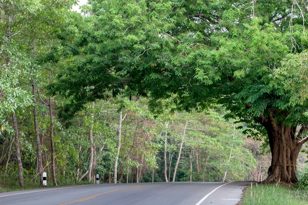 Bella strada con tamarindo in Thailandia, strada di campagna — Foto Stock