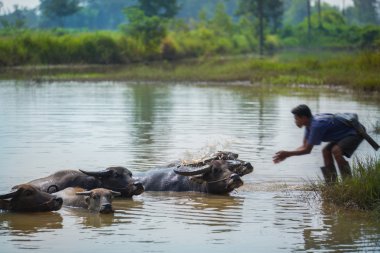 içinde buffalo ayuttaya Tayland çamurlu