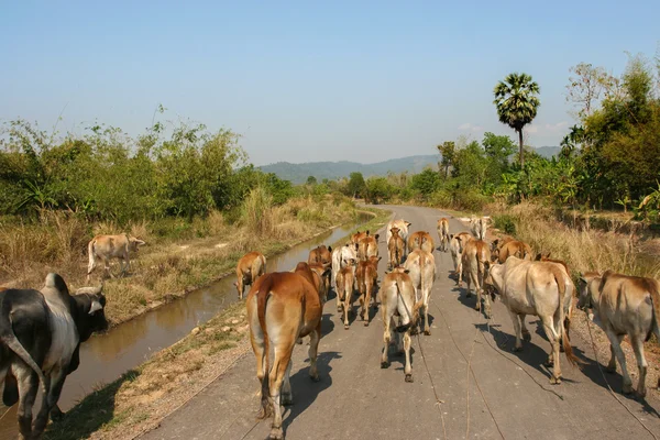 Cattle drive on a road during summer — Stock Photo, Image