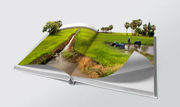 Yeşil pirinç alanlarında açık kitap