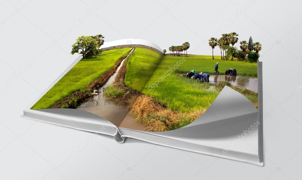 Open book in green rice fields