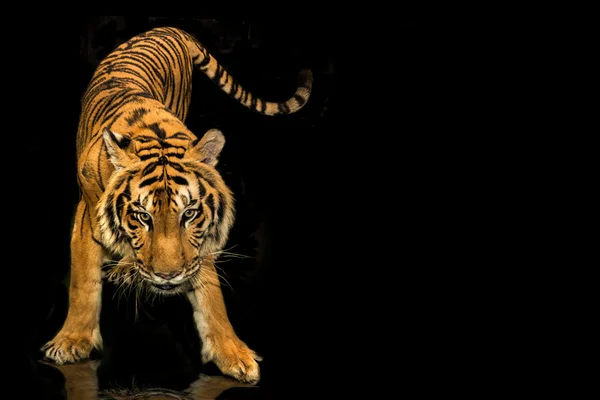 Tiger auf schwarzem Hintergrund — Stockfoto